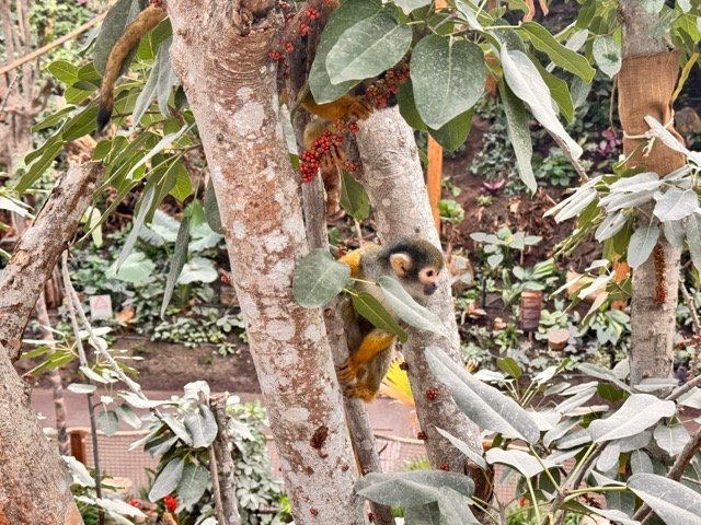 IMG 6825 Moyenne - Actualité des Parcs d'attractions - Parcs Actus