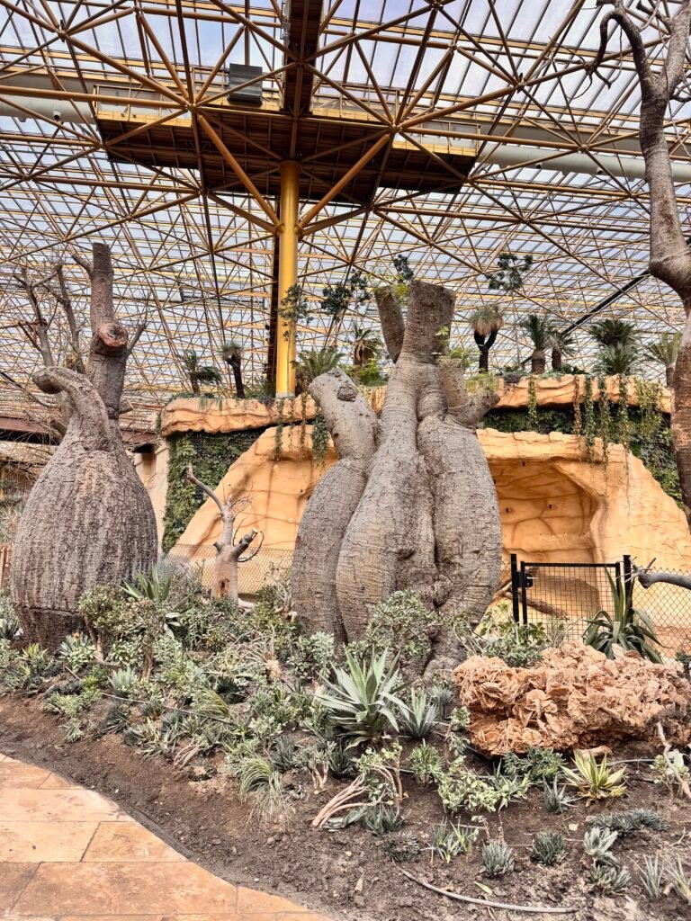 IMG 6838 2 - Actualité des Parcs d'attractions - Parcs Actus